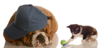 uyuyor köpek yanında top oynayan kedi