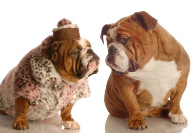 İngilizce bulldogs
