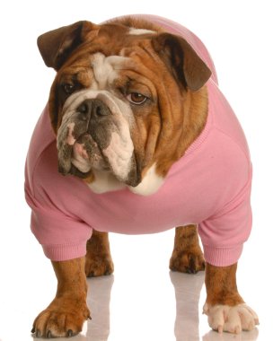 İngilizce Bulldog