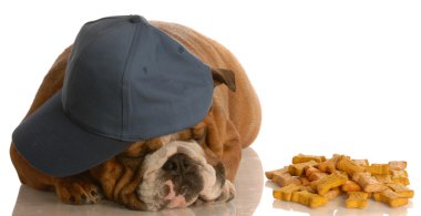 İngilizce Bulldog