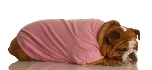 Inglês bulldog vestindo camisa rosa esticado com expressão triste — Fotografia de Stock