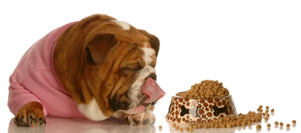 Hungriga engelska bulldog slickar läpparna liggande bredvid full maträtt av hundmat — Stockfoto