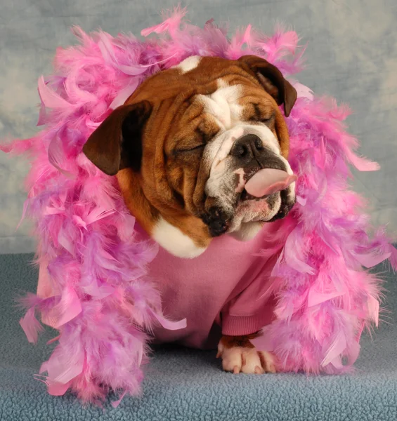 Mimado perro con rosa boa y lengua sobresaliendo —  Fotos de Stock
