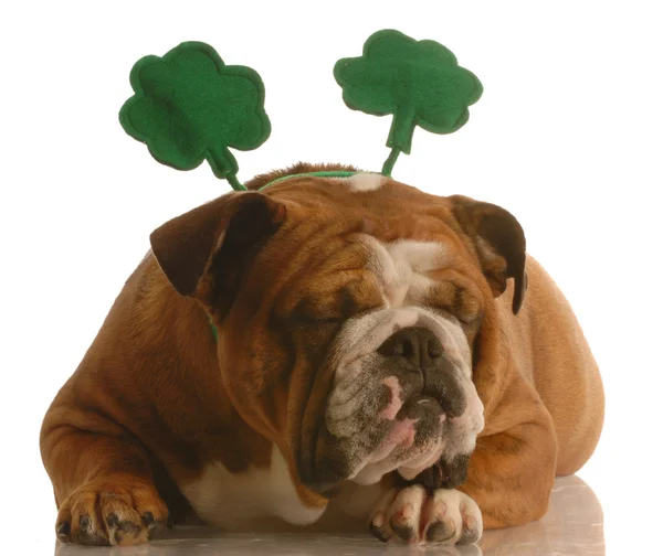 St patricks day - engelska bulldog bär st. patricks dag pannband — Stockfoto