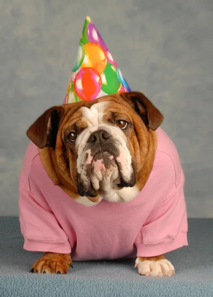 Entzückende englische Bulldogge mit rosa Hemd und Geburtstagsmütze — Stockfoto