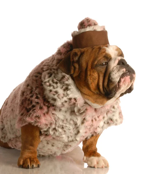 English bulldog — Stock Photo, Image