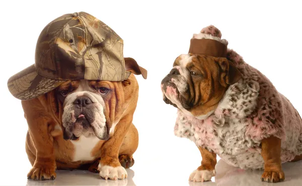 İngilizce bulldogs — Stok fotoğraf