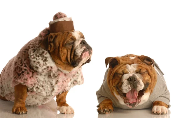 Bulldogs ingleses — Foto de Stock