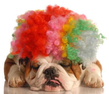 İngilizce Bulldog