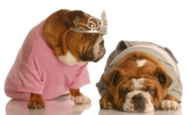 İngilizce bulldogs