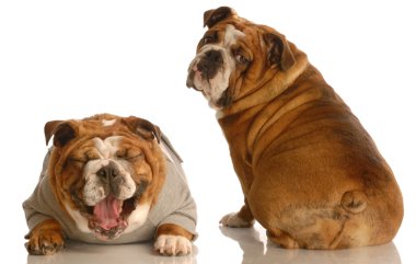 İngilizce bulldogs
