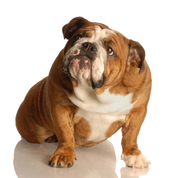 Engelse Bulldog — Stockfoto