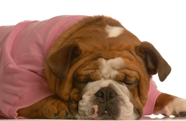 Engelse Bulldog — Stockfoto