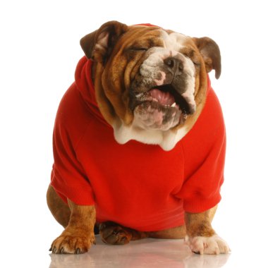 İngilizce Bulldog