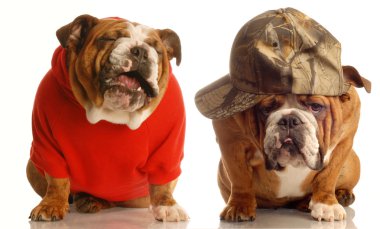 İngilizce bulldogs