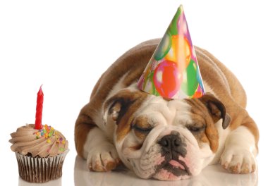 İngilizce Bulldog
