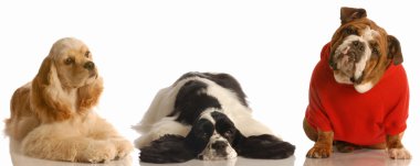 iki Amerikan cocker spaniel ve İngilizce bulldog