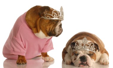 İngilizce bulldogs