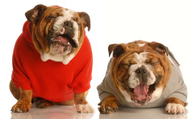 İngilizce bulldogs