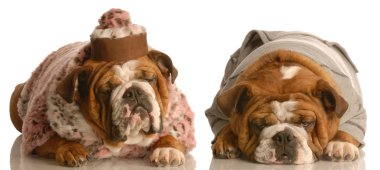 İngilizce bulldogs