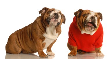 İngilizce bulldogs