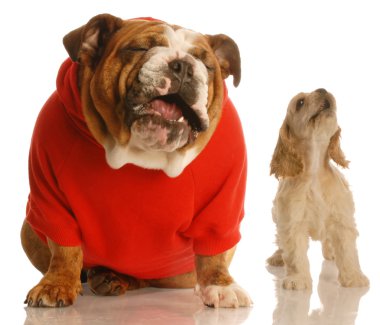 Pug yavrusu, cocker spaniel köpek yavrusu