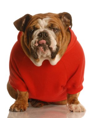 İngilizce Bulldog