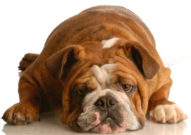 İngilizce Bulldog