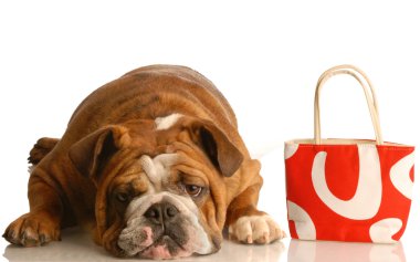 İngilizce Bulldog