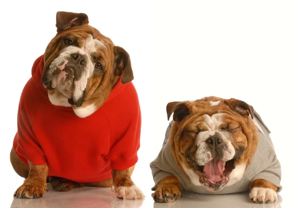 Engels bulldogs — Stockfoto