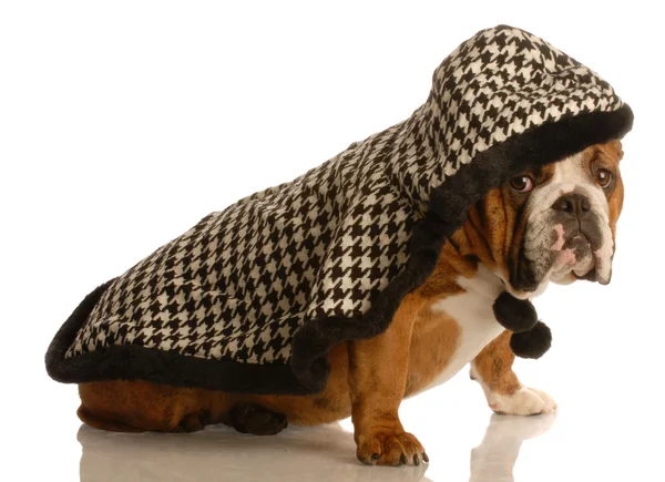 İngilizce Bulldog — Stok fotoğraf