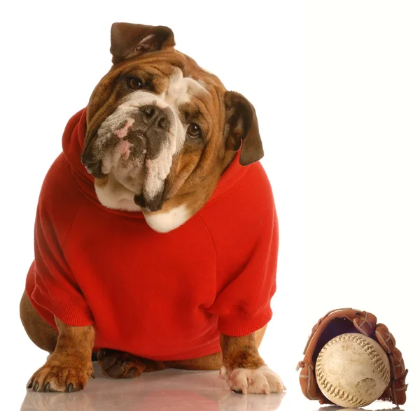 Engelse Bulldog — Stockfoto