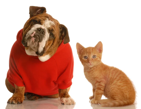 English bulldog,kitten — Stock Photo, Image