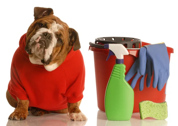 İngilizce Bulldog