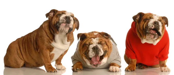 Anglicky bulldogs — Stock fotografie