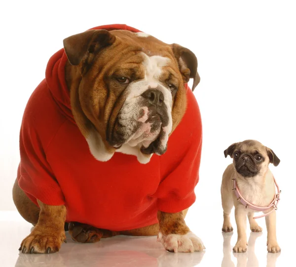 Bulldog inglese, cucciolo di carlino — Foto Stock