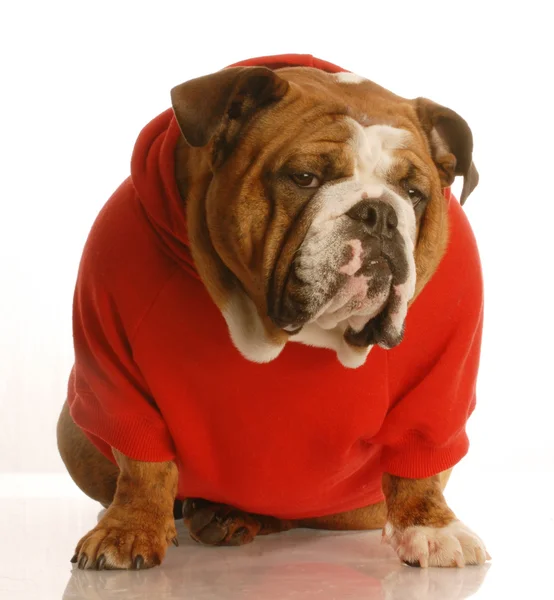 İngilizce Bulldog — Stok fotoğraf