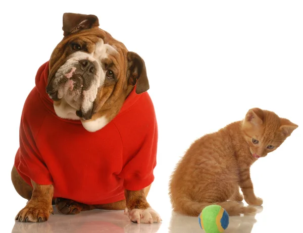 Engels bulldog, kitten — Stockfoto