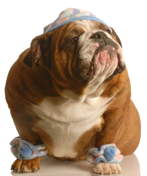 Engelse Bulldog — Stockfoto