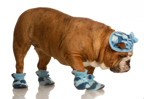 English bulldog — Stock Photo, Image