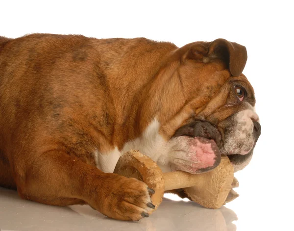 Engelse Bulldog — Stockfoto