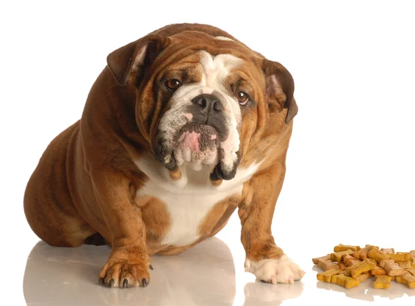 Engelse Bulldog — Stockfoto