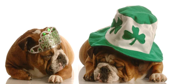 Dois bulldogs ingleses — Fotografia de Stock