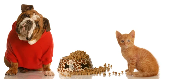 英語のブルドッグと子猫 — ストック写真