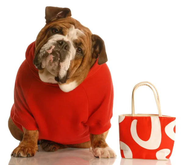 Engelse Bulldog — Stockfoto