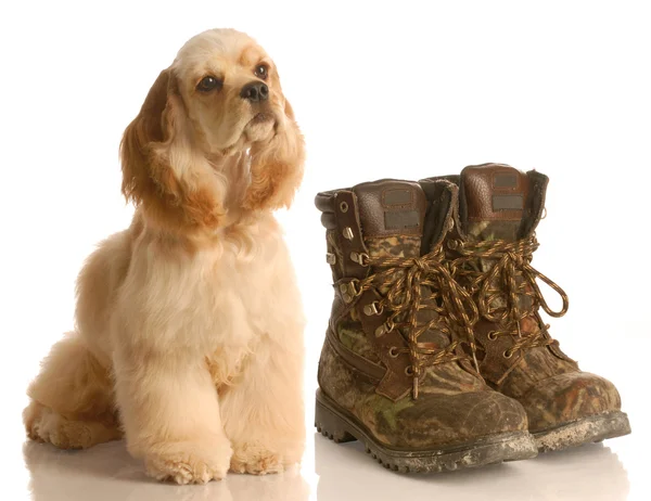 American cocker spaniel and boots — Stock Photo, Image