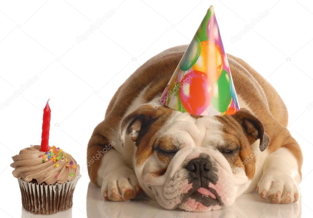 誕生日ケーキ 犬写真素材 ロイヤリティフリー誕生日ケーキ 犬画像 Depositphotos 誕生日ケーキ 犬写真素材 ロイヤリティフリー誕生日ケーキ 犬画像 Depositphotos