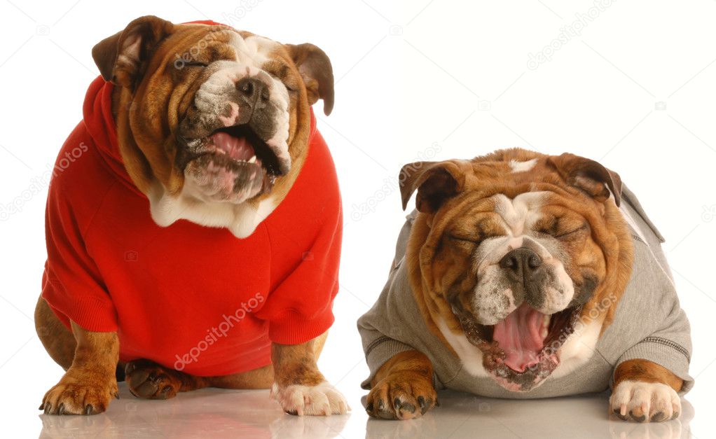 English bulldogs