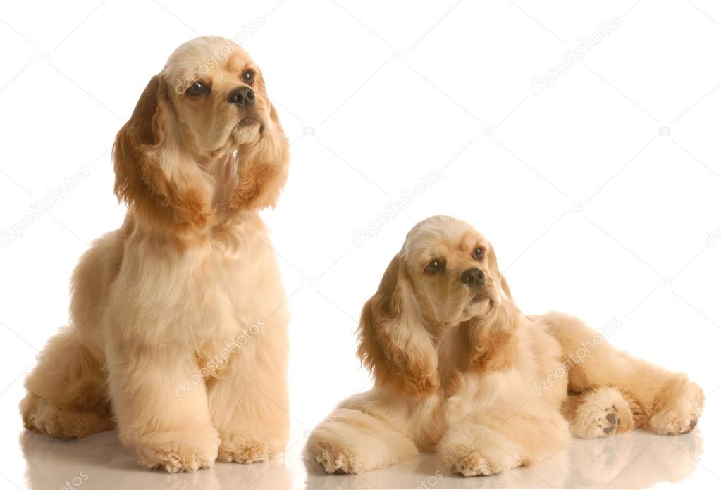 Two american cocker spaniel dogs