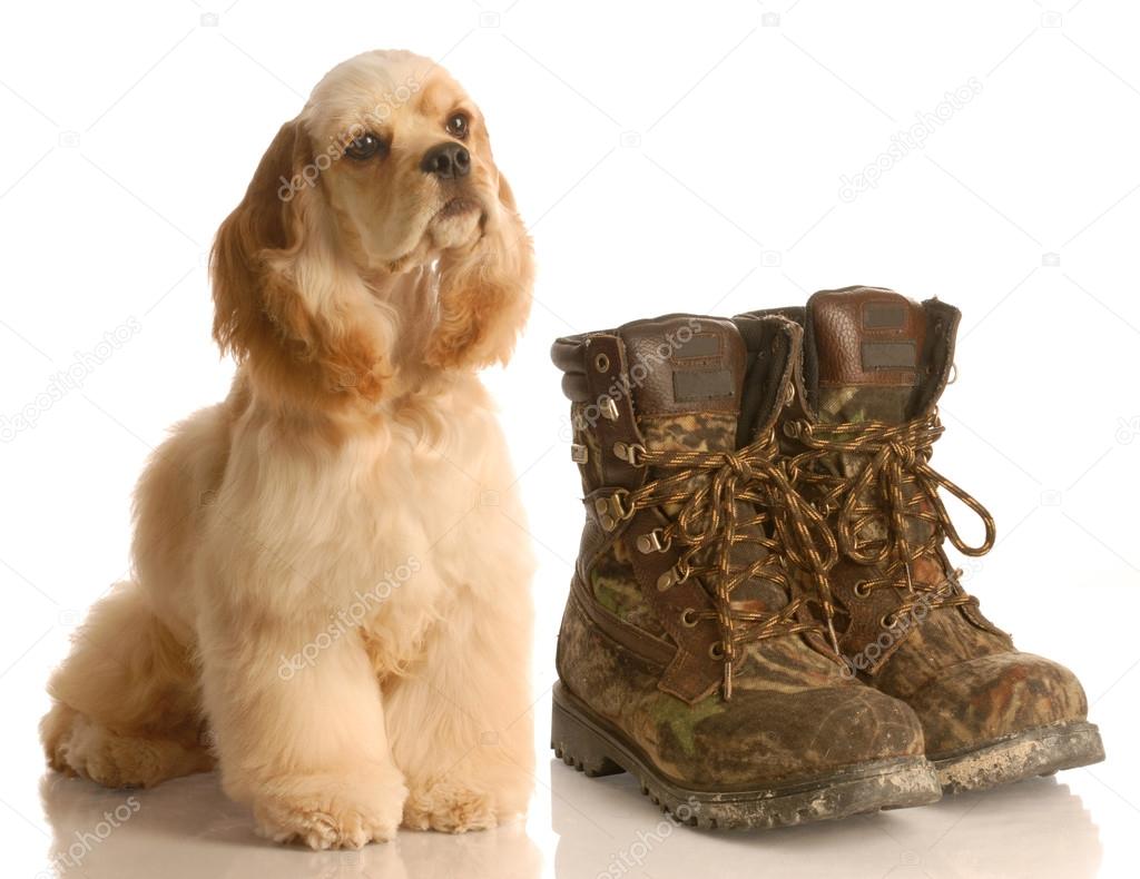 American cocker spaniel and boots